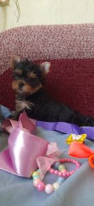 Йорки, хлопчики, ветпаспорт, щеплені, Київ