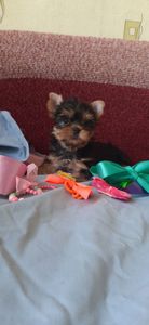 Йорки, хлопчики, ветпаспорт, щеплені, Київ