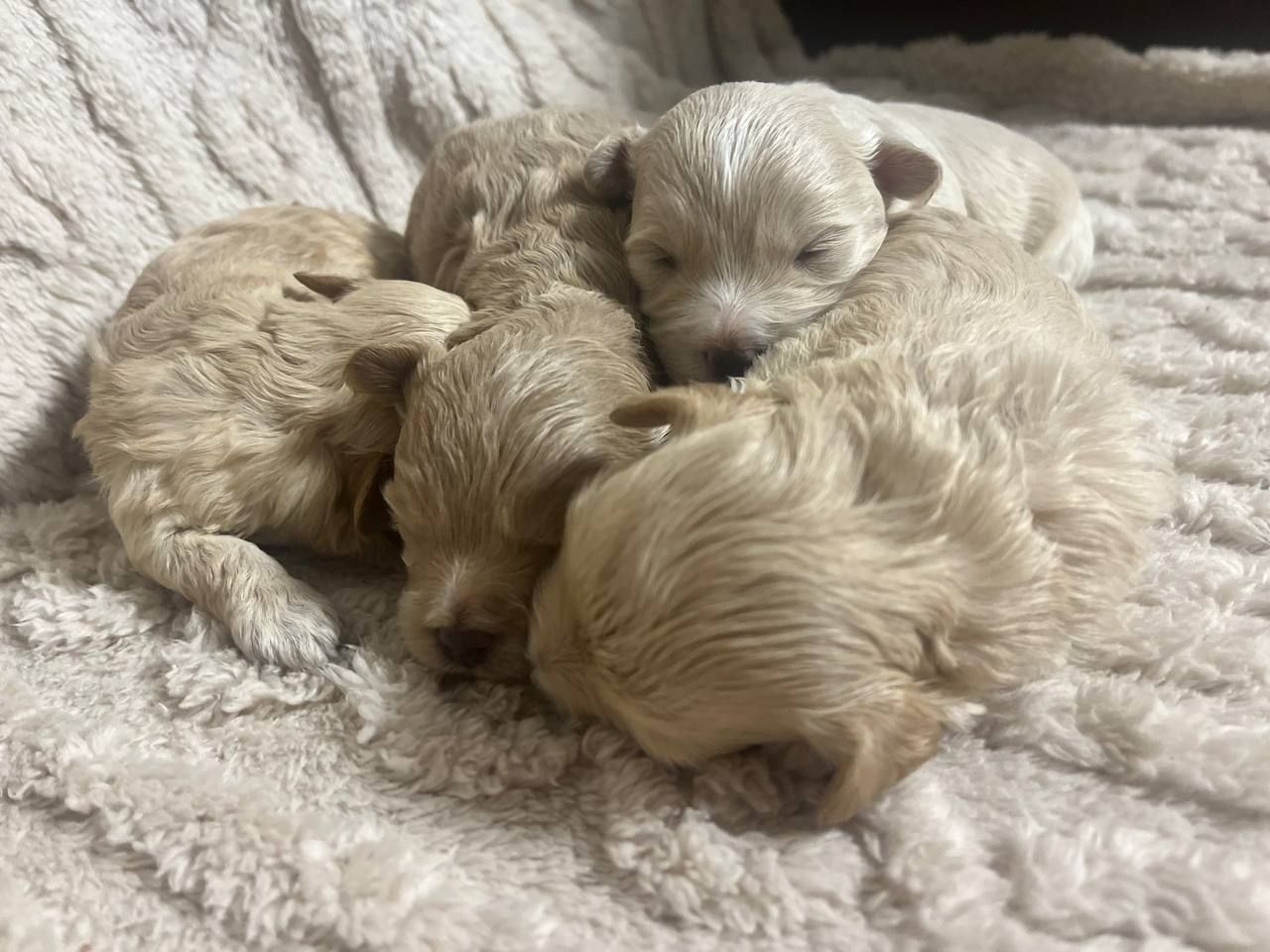 Дітки модної дизайнерської породи Мальтіпу F1