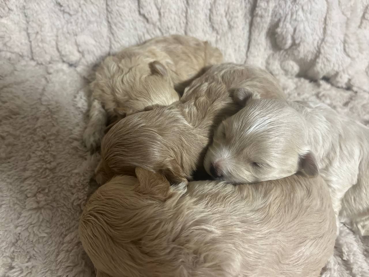 Дітки модної дизайнерської породи Мальтіпу F1