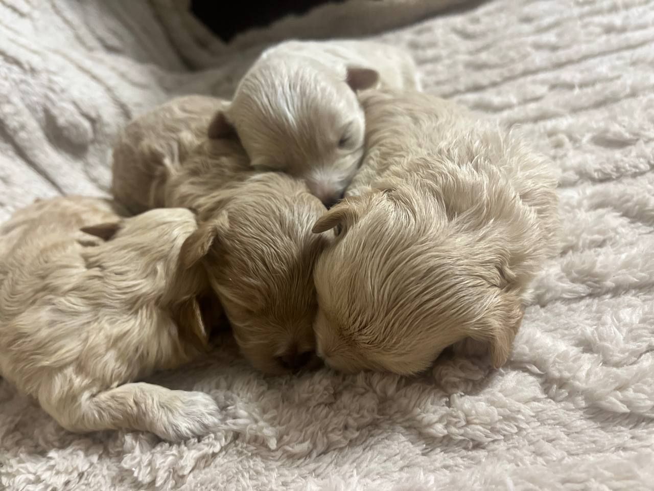 Дітки модної дизайнерської породи Мальтіпу F1