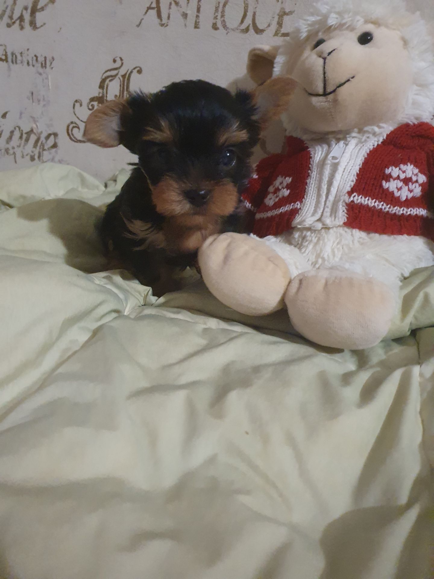 Красивые йорки мальчики с ветпаспортом, привиты, Киев