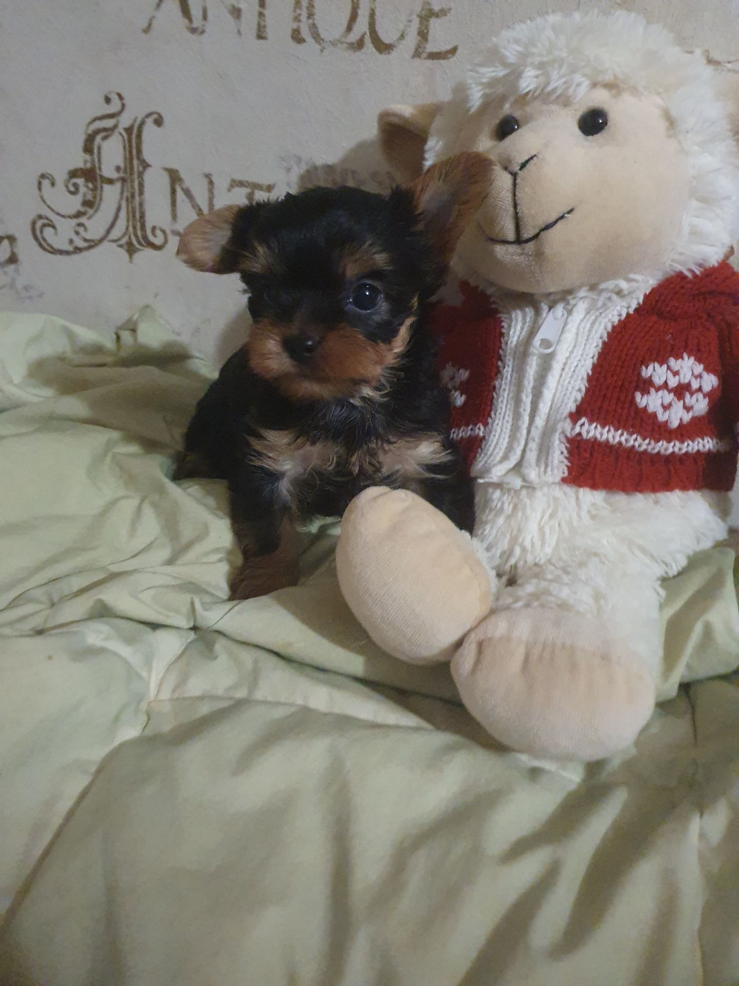 Красивые йорки мальчики с ветпаспортом, привиты, Киев