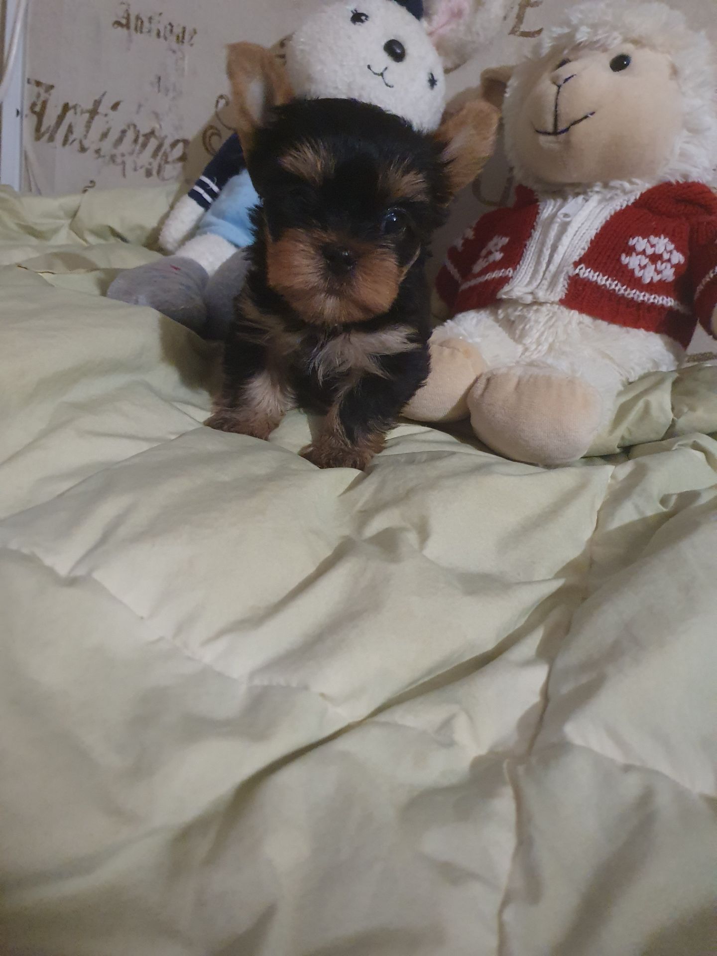 Красивые йорки мальчики с ветпаспортом, привиты, Киев