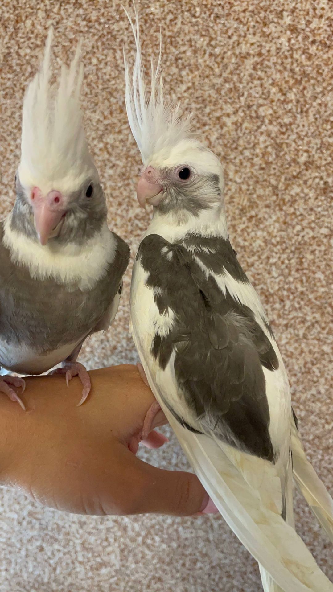 Ручні малюки корелла