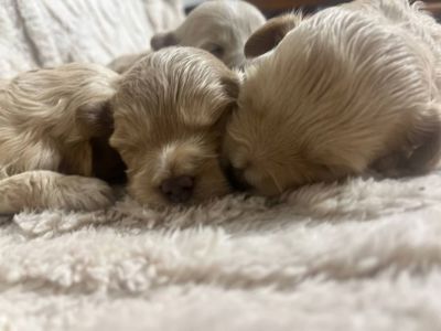 Дітки модної дизайнерської породи Мальтіпу F1