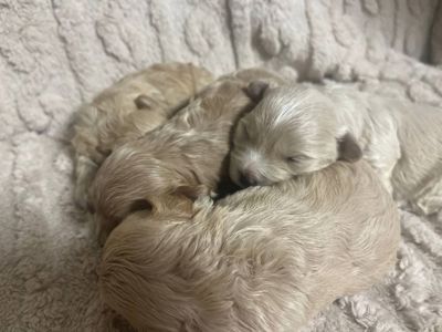 Дітки модної дизайнерської породи Мальтіпу F1