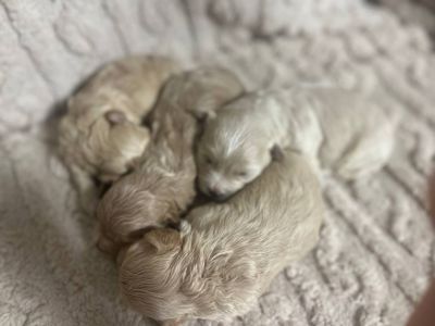 Дітки модної дизайнерської породи Мальтіпу F1