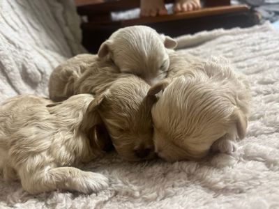 Дітки модної дизайнерської породи Мальтіпу F1