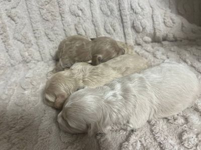 Дітки модної дизайнерської породи Мальтіпу F1