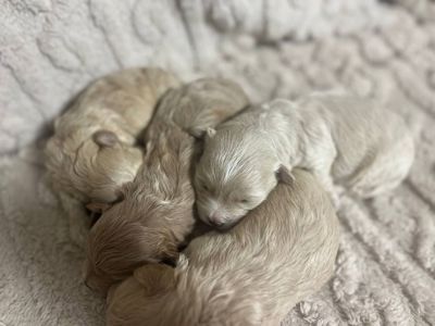 Дітки модної дизайнерської породи Мальтіпу F1