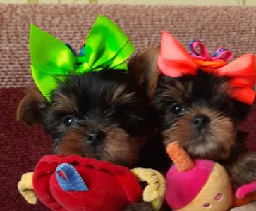 Красивые йорки мальчики с ветпаспортом, привиты, Киев