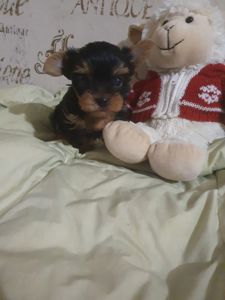 Красивые йорки мальчики с ветпаспортом, привиты, Киев