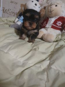 Красивые йорки мальчики с ветпаспортом, привиты, Киев