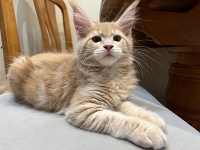 Кошеня Мейн-кун дівчинка