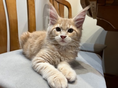 Кошеня Мейн-кун дівчинка