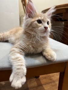 Кошеня Мейн-кун дівчинка