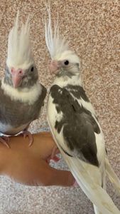 Ручні малюки корелла