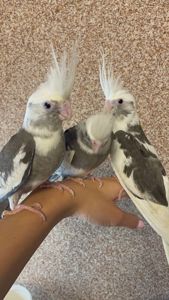 Ручні малюки корелла