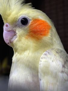 ручные попугаи корелла