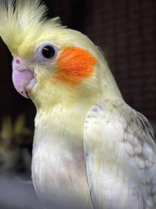 ручные попугаи корелла