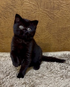 Розкішне Шотландське елітне кошеня