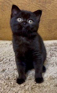 Розкішне Шотландське елітне кошеня