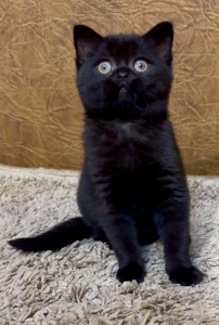 Розкішне Шотландське елітне кошеня