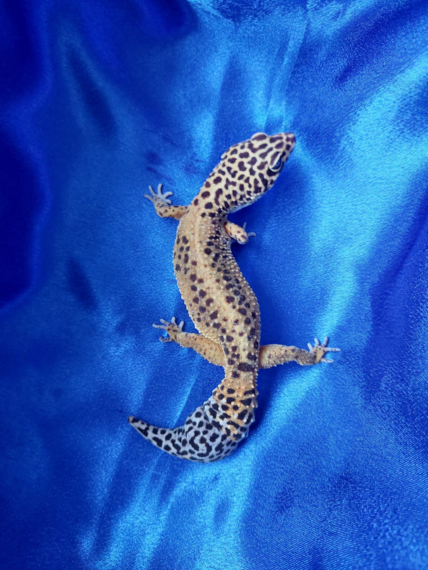 Еублефар G. Projekt. Самка