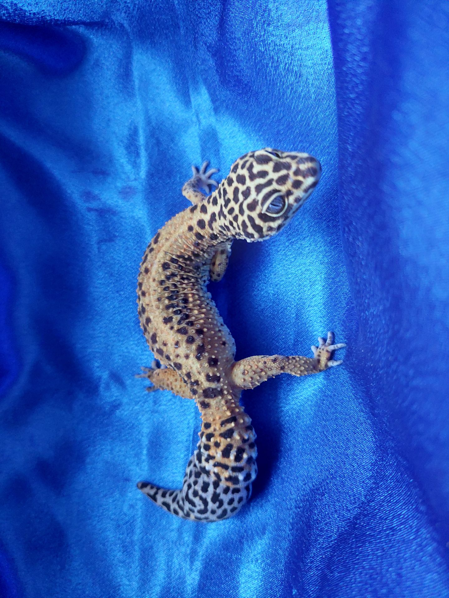 Еублефар G. Projekt. Самка