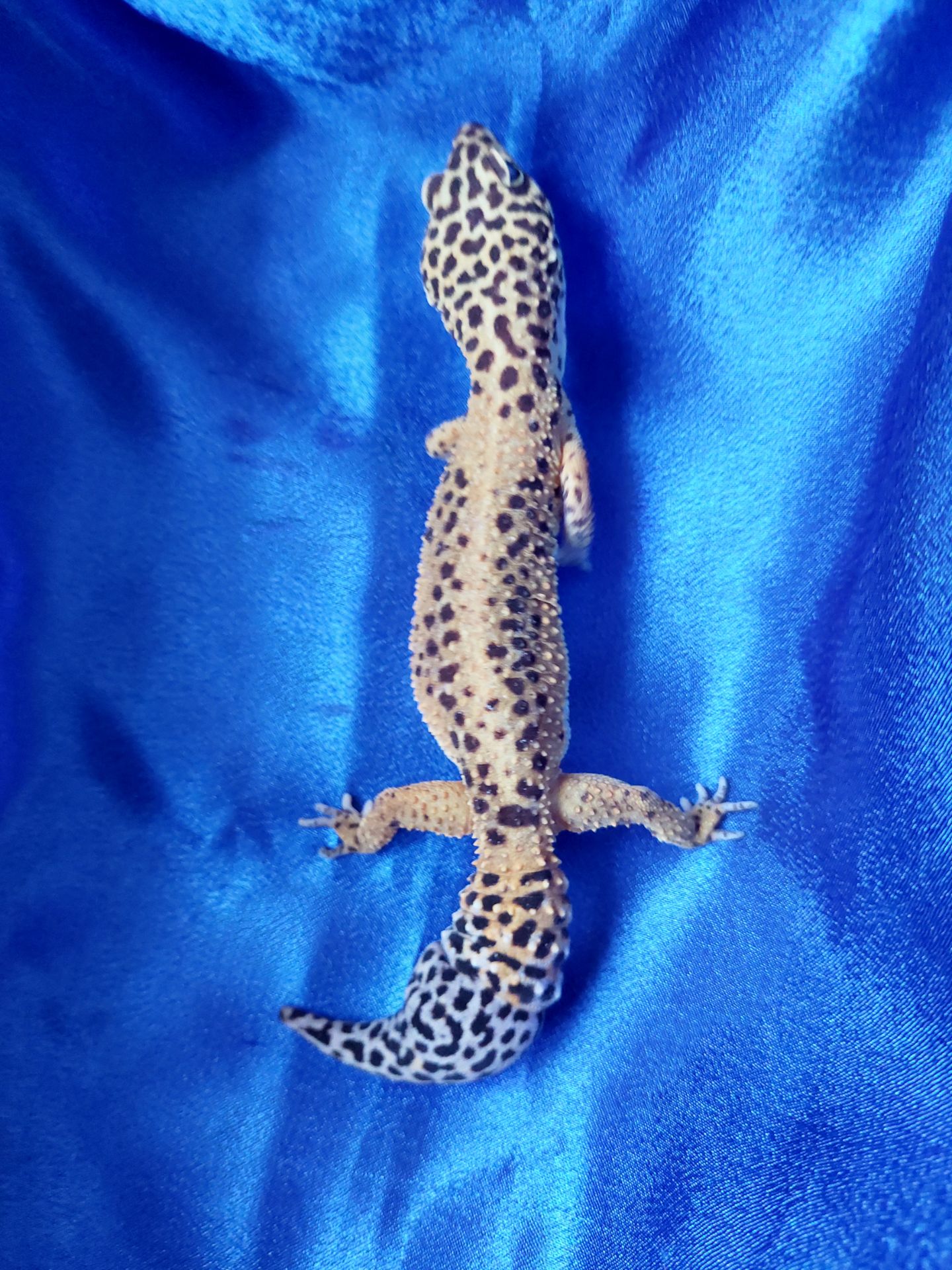 Еублефар G. Projekt. Самка