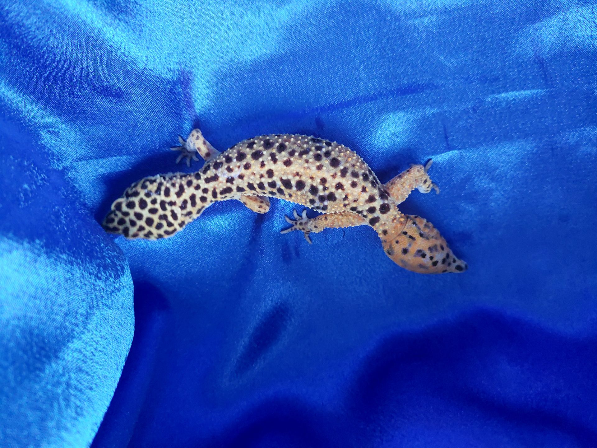 Еублефар G. Projekt. Самка