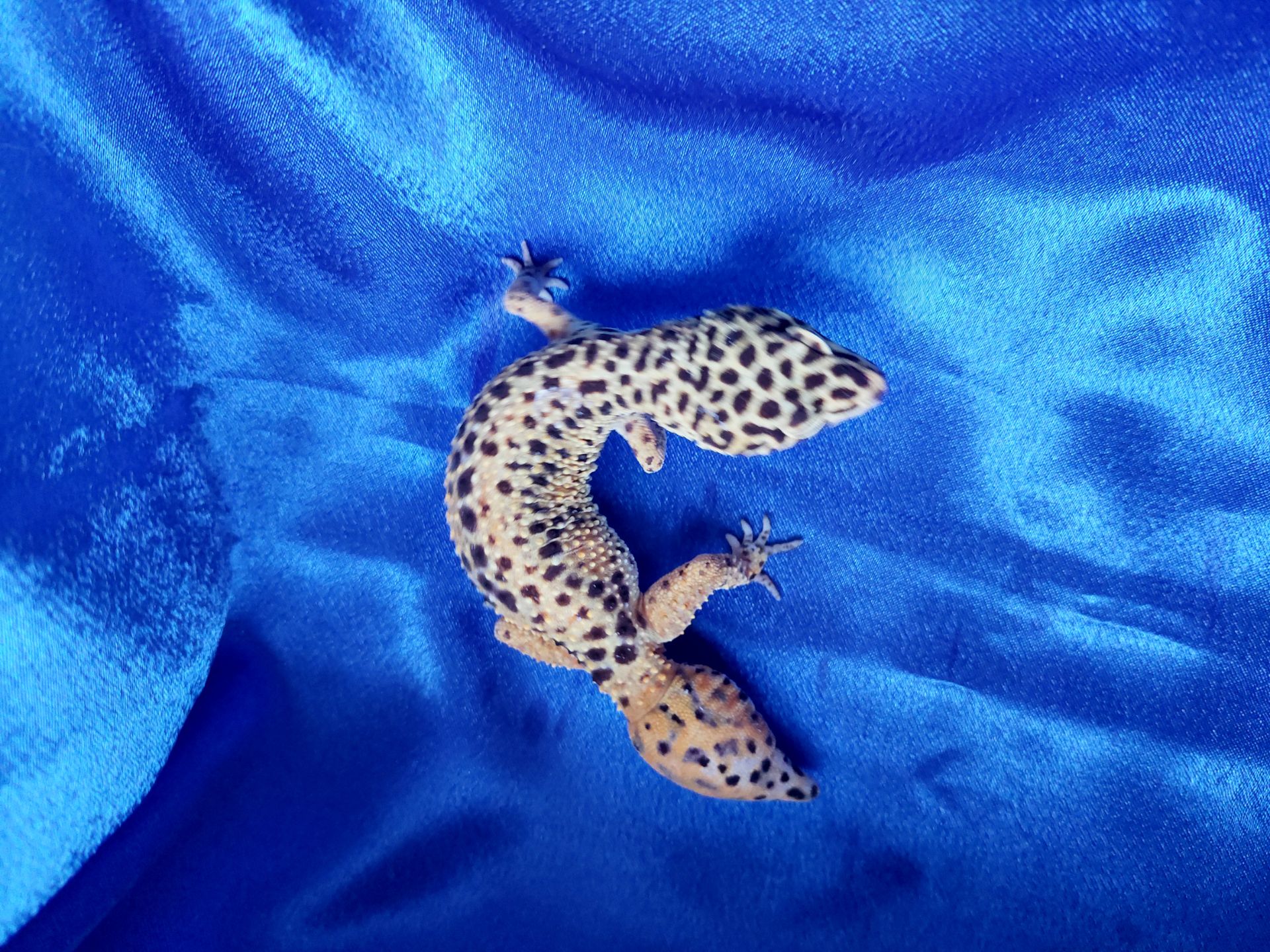 Еублефар G. Projekt. Самка