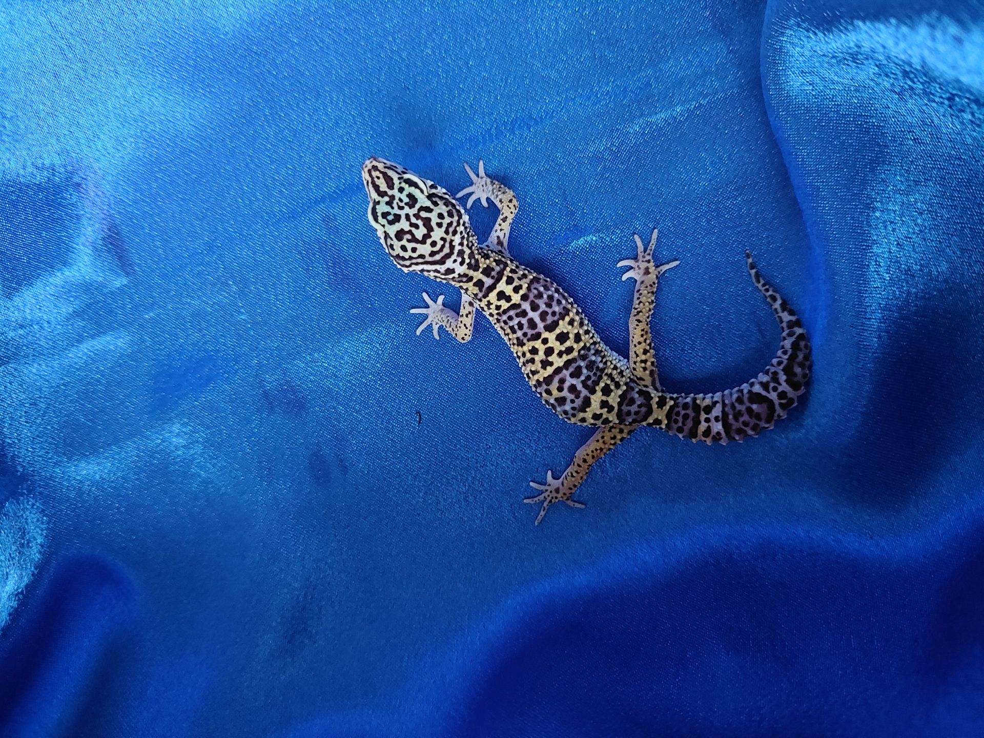 Еублефар Самка