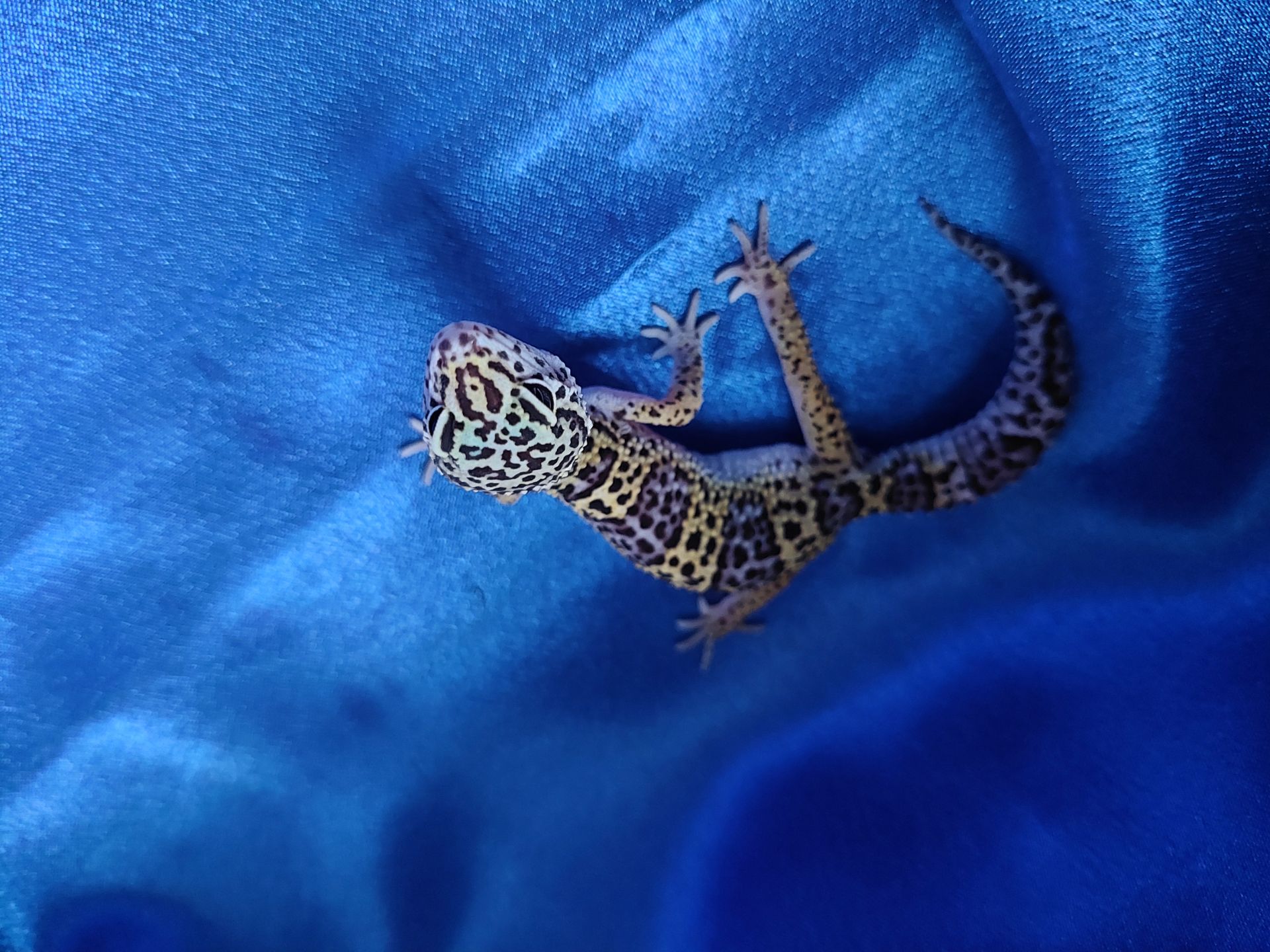 Еублефар Самка