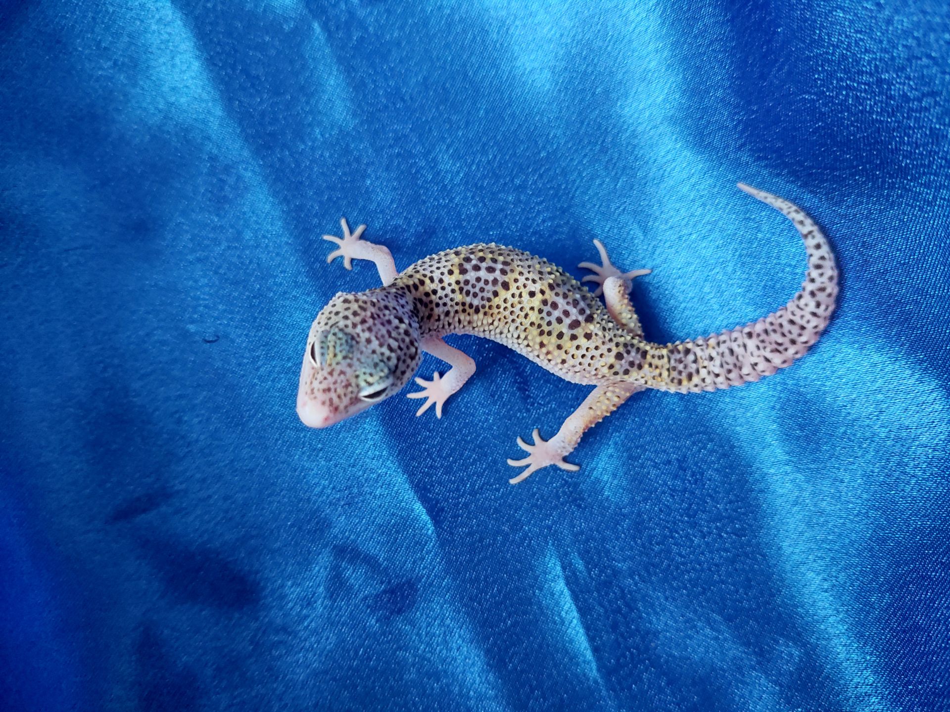 Еублефар Самка