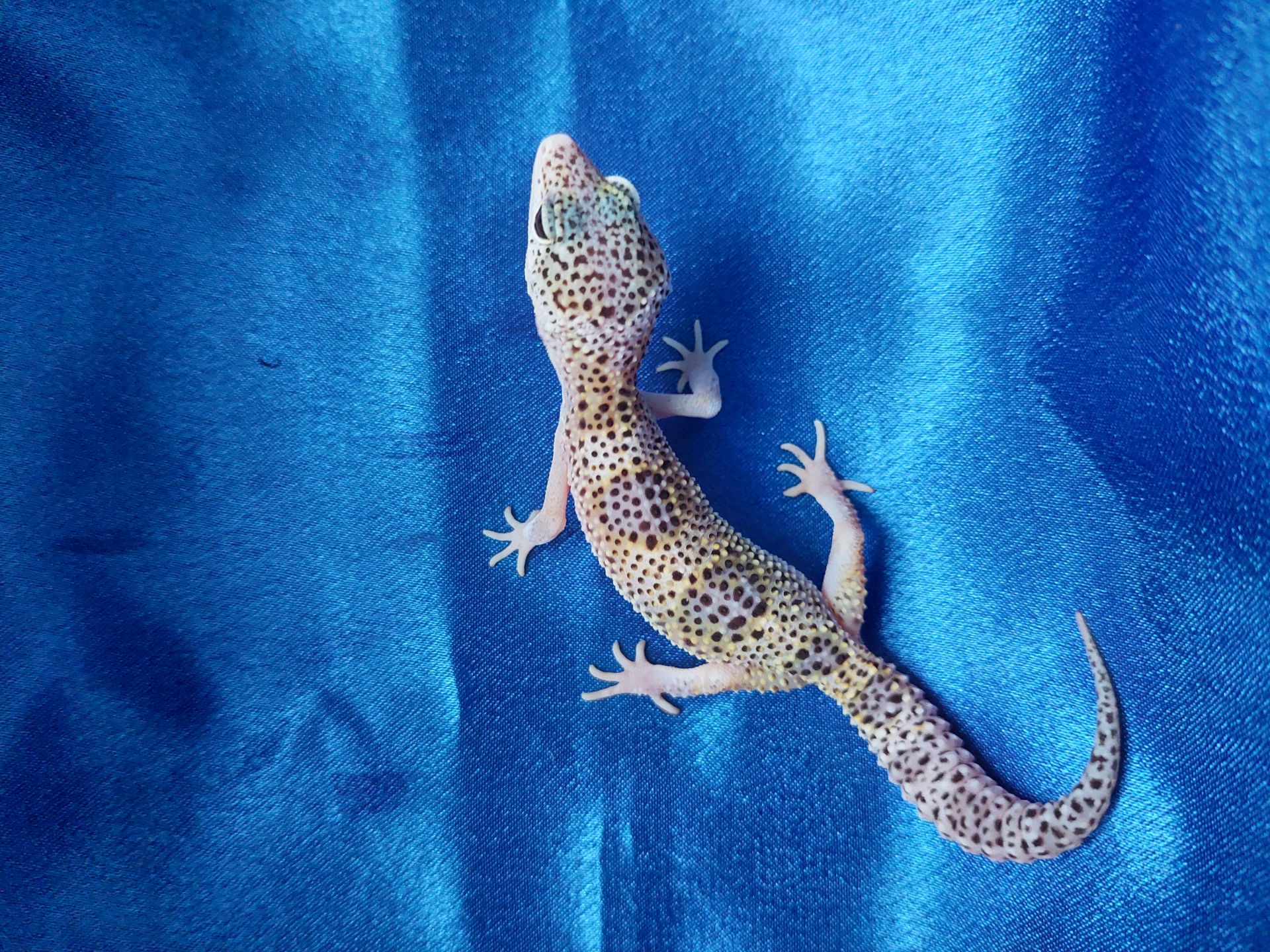 Еублефар Самка