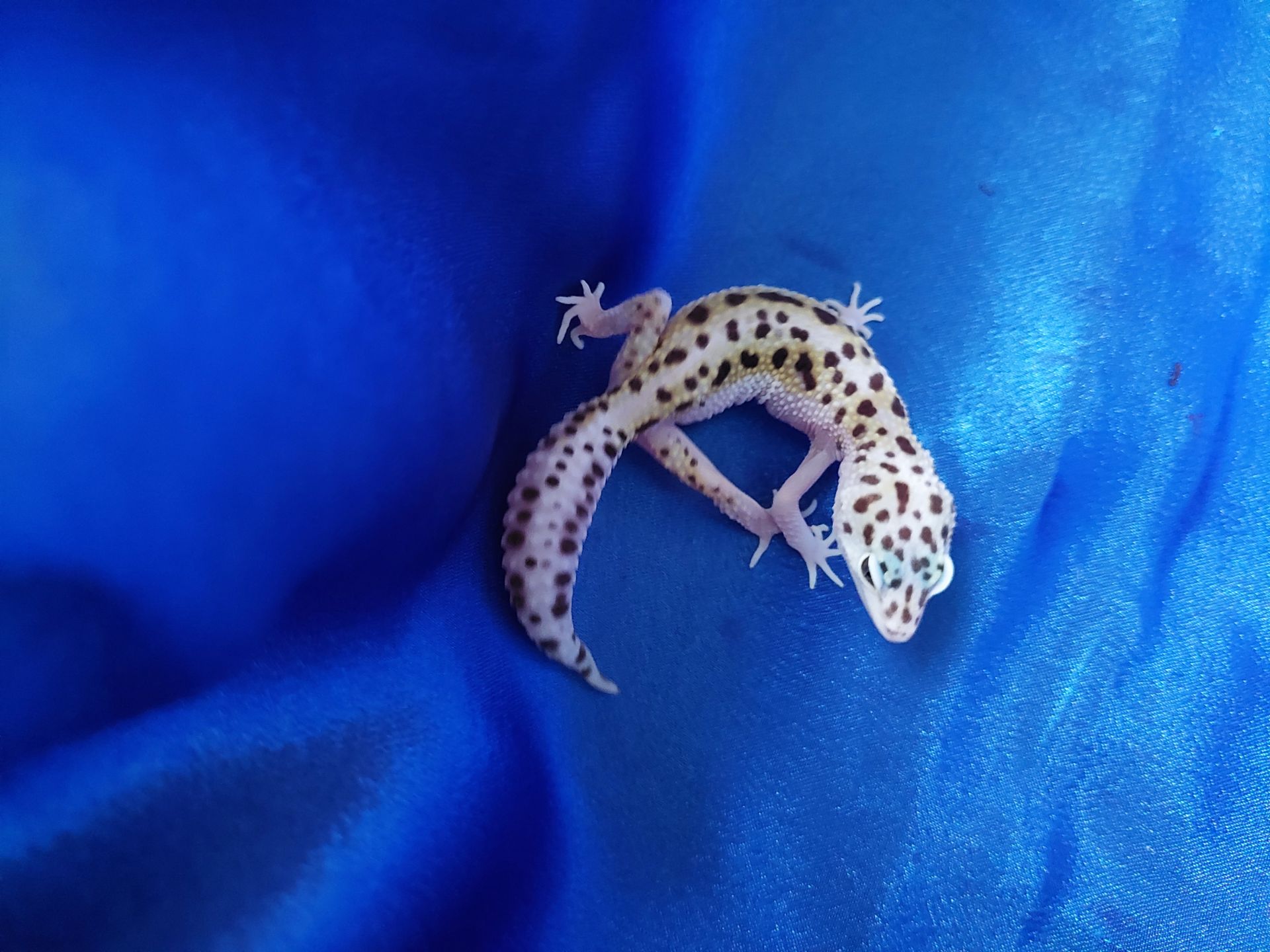 Еублефар Самка