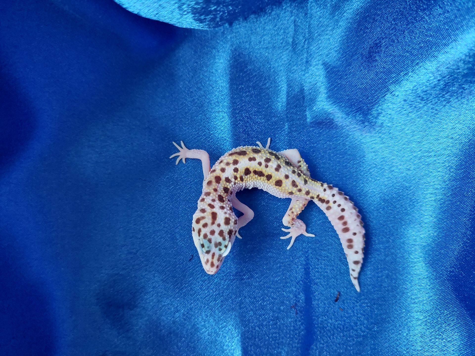 Еублефар Самка