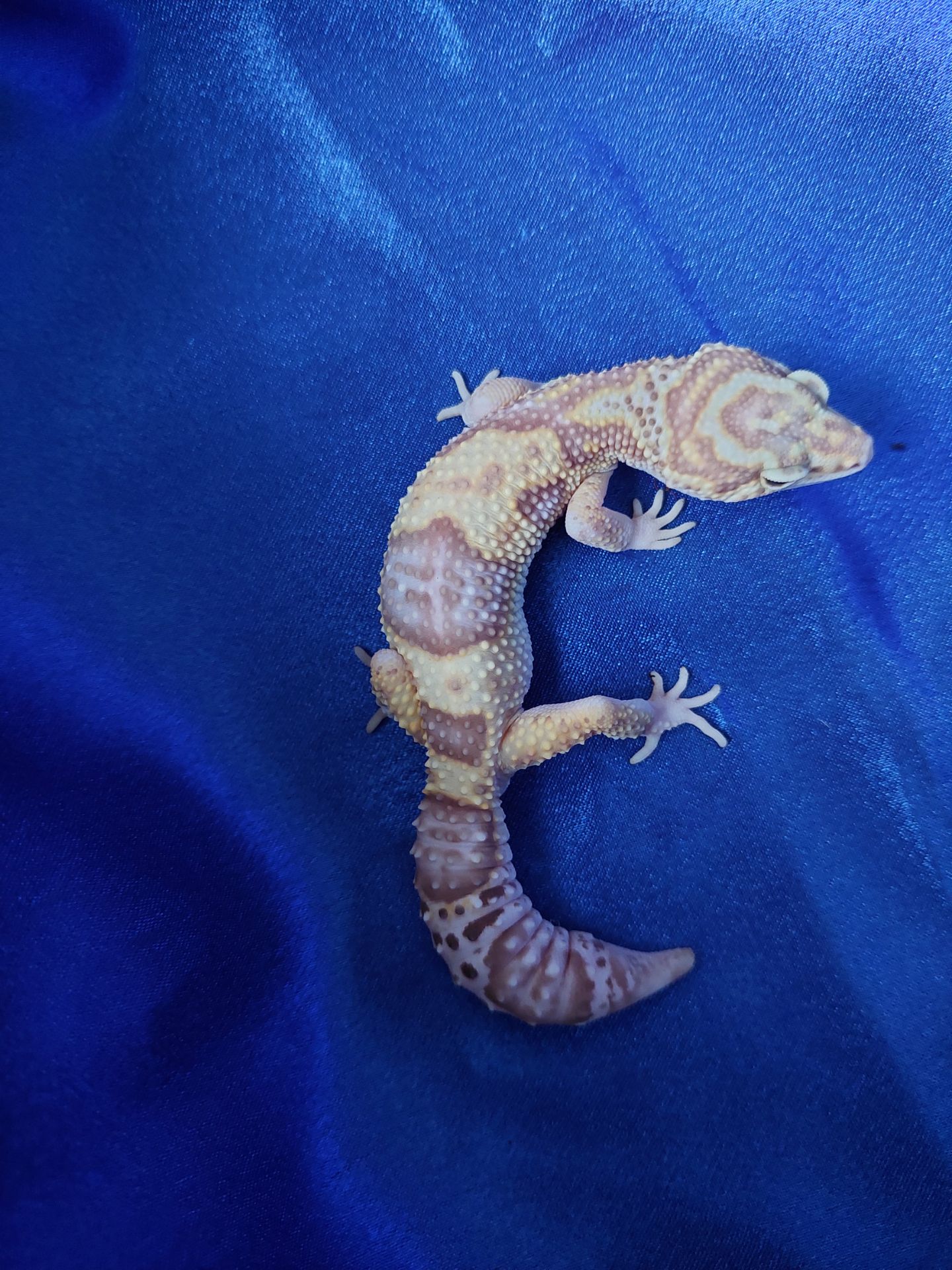 Еублефар Самка