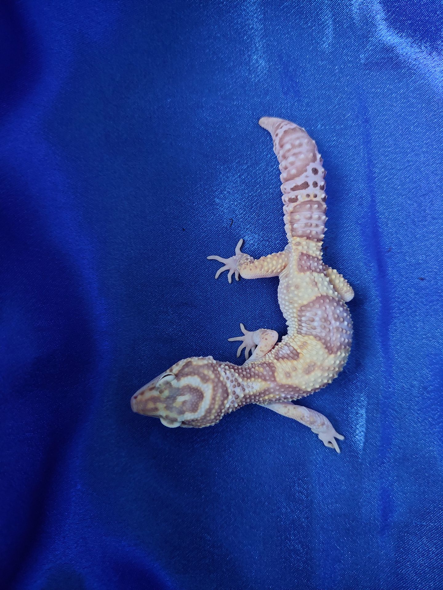 Еублефар Самка