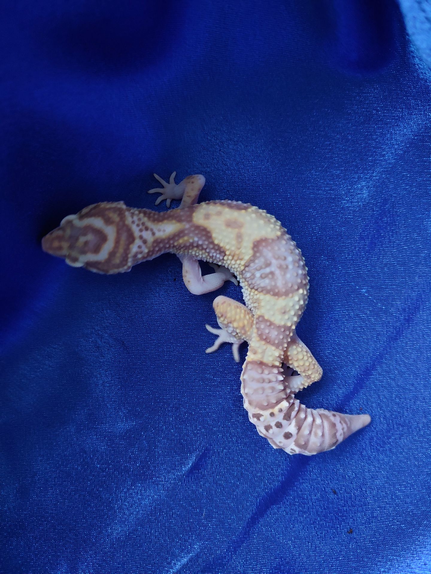 Еублефар Самка