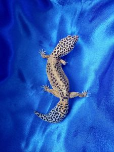 Еублефар G. Projekt. Самка