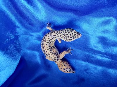 Еублефар G. Projekt. Самка