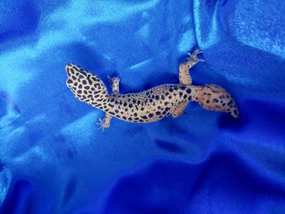 Еублефар G. Projekt. Самка