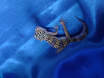 Еублефар Самка