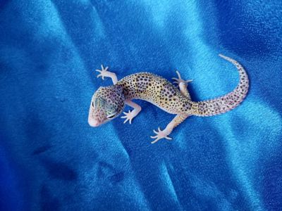 Еублефар Самка