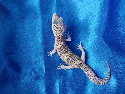 Еублефар Самка