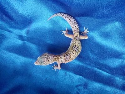 Еублефар Самка