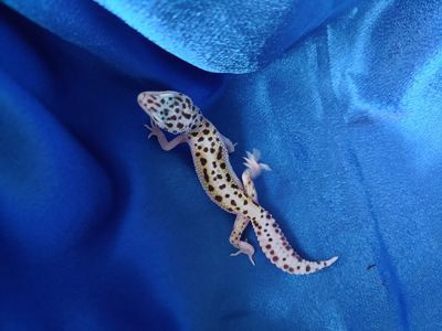 Еублефар Самка